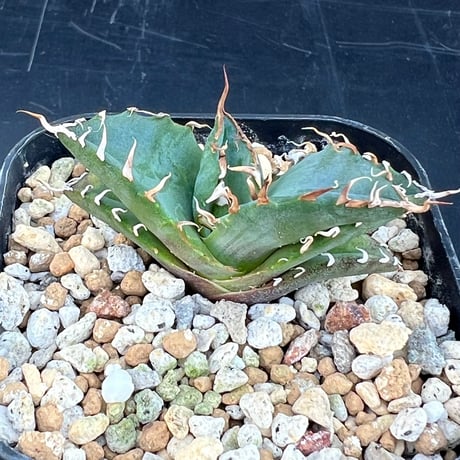 【アガベ オテロイ 実生】Agave oteroi seedling
