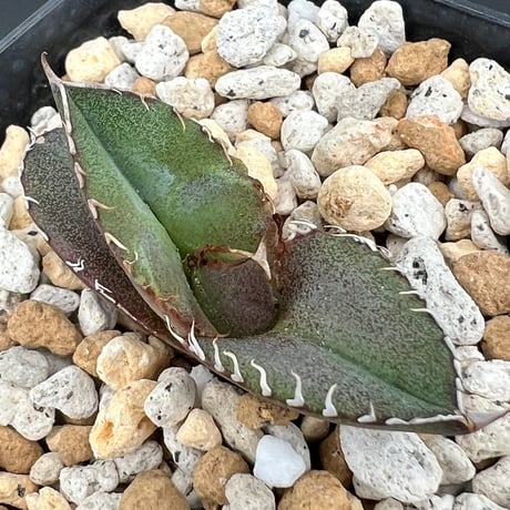 【アガベ オテロイ 実生】Agave oteroi seedling
