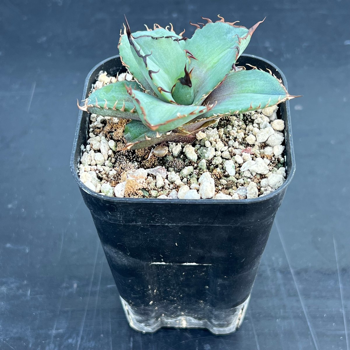 アガベ オテロイ 実生】Agave oteroi seedling | MINO GREEN