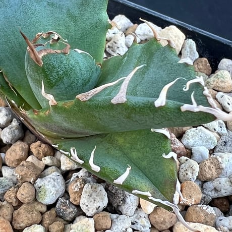 【アガベ オテロイ 実生】Agave oteroi seedling