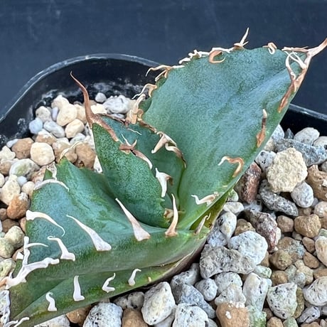 【アガベ オテロイ 実生】Agave oteroi seedling