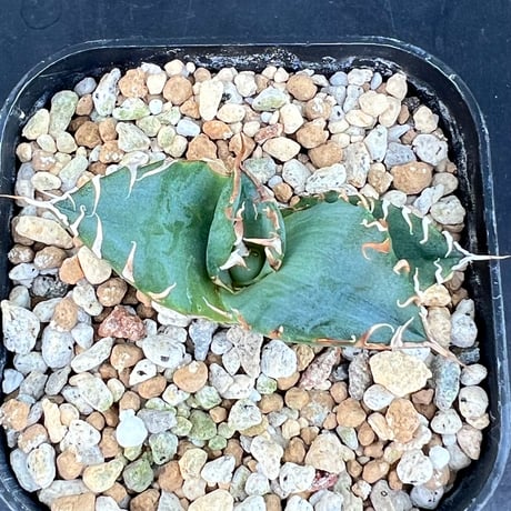 【アガベ オテロイ 実生】Agave oteroi seedling