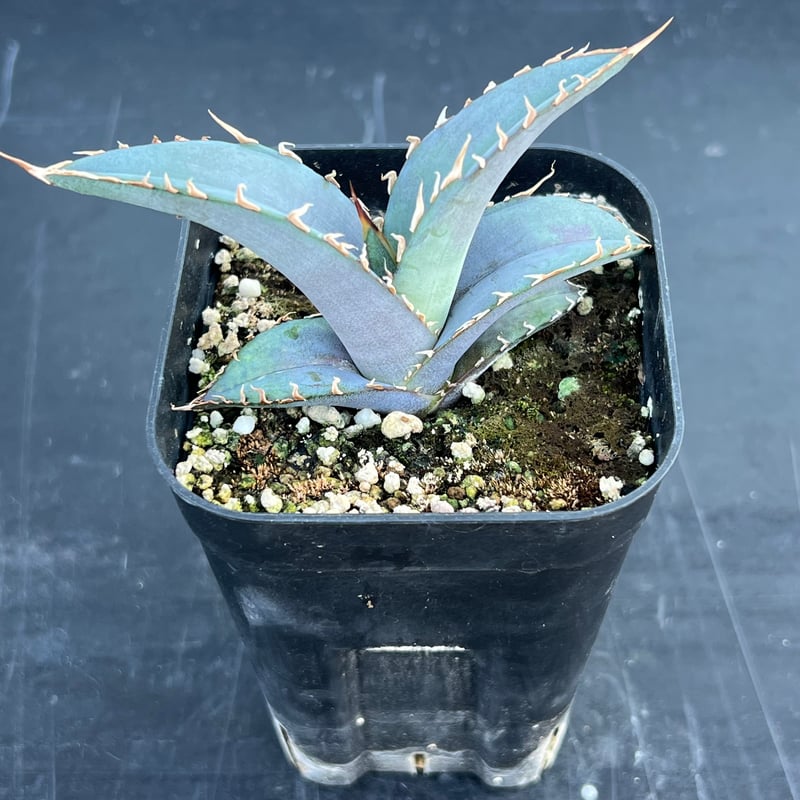 オテロイ実生　4 アガベ オテロイ 実生】Agave oteroi seedling | MINO GREEN