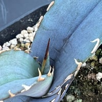 【アガベ オテロイ 実生】Agave oteroi seedling