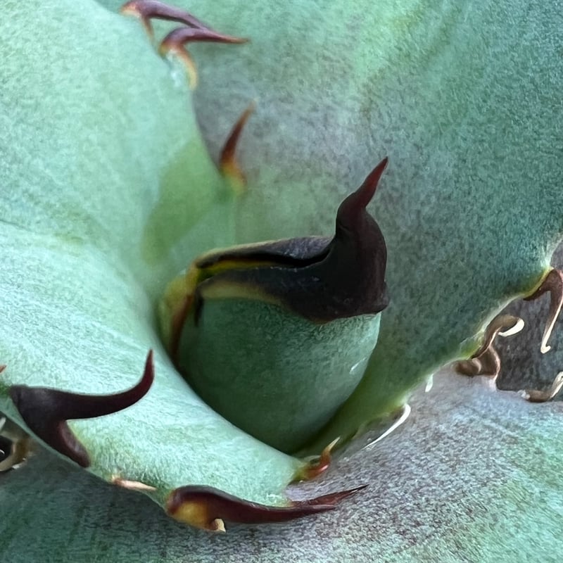 アガベ オテロイ 実生】Agave oteroi seedling | MINO GREEN