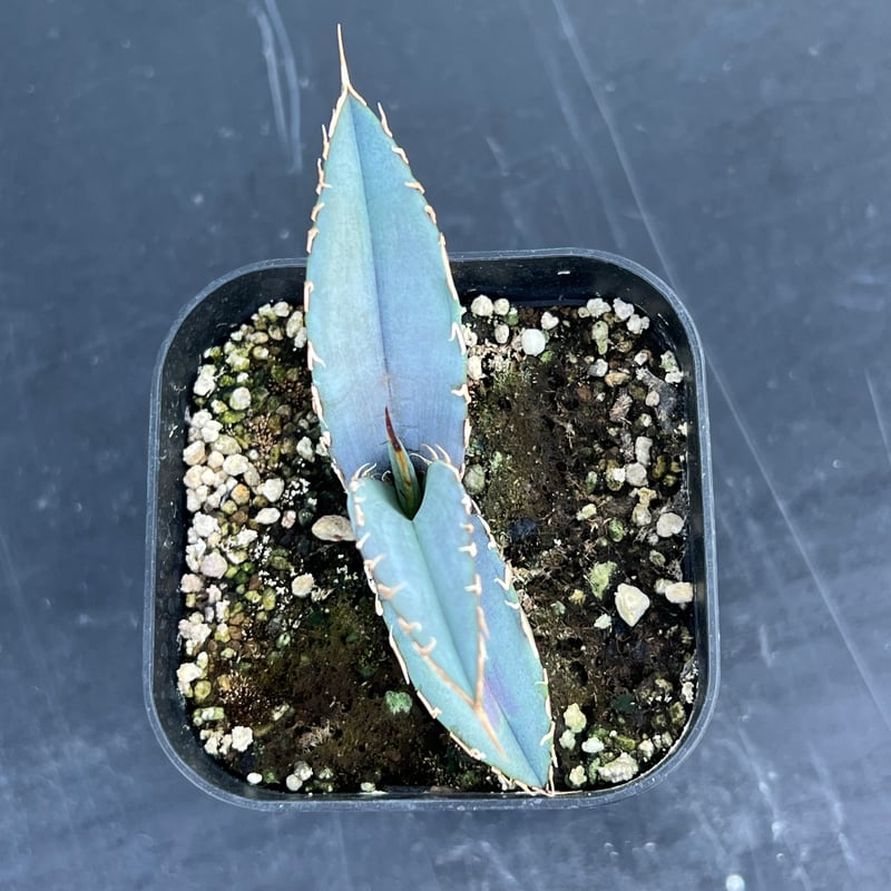 アガベ オテロイ 実生】Agave oteroi seedling | MINO GREEN