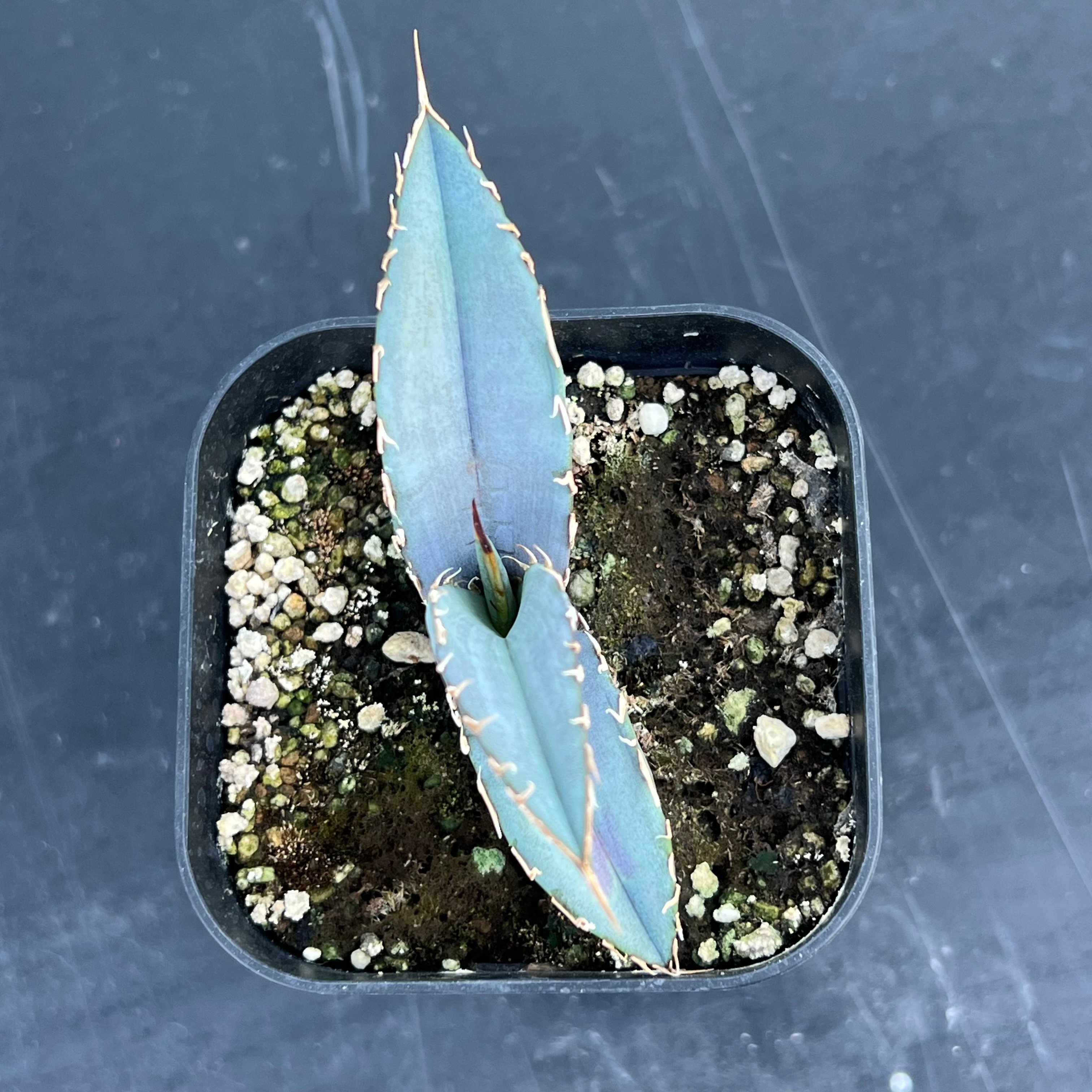 アガベ オテロイ 実生】Agave oteroi seedling | MINO GREEN