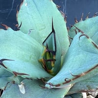 【アガベ オテロイ 実生】Agave oteroi seedling