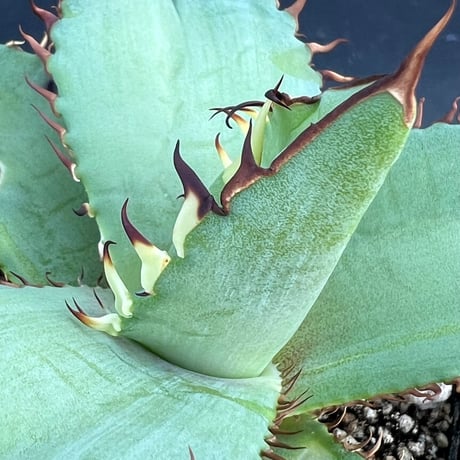 【アガベ オテロイ 実生】Agave oteroi seedling