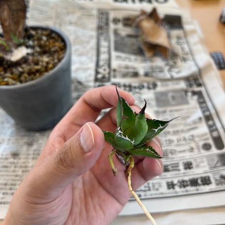 【アガベ ホリダ オールド 1号株】Agave horrida old