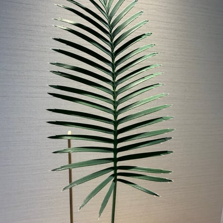 ディオーン・エデュレ（Dioon edule 'Palma Sola'）①