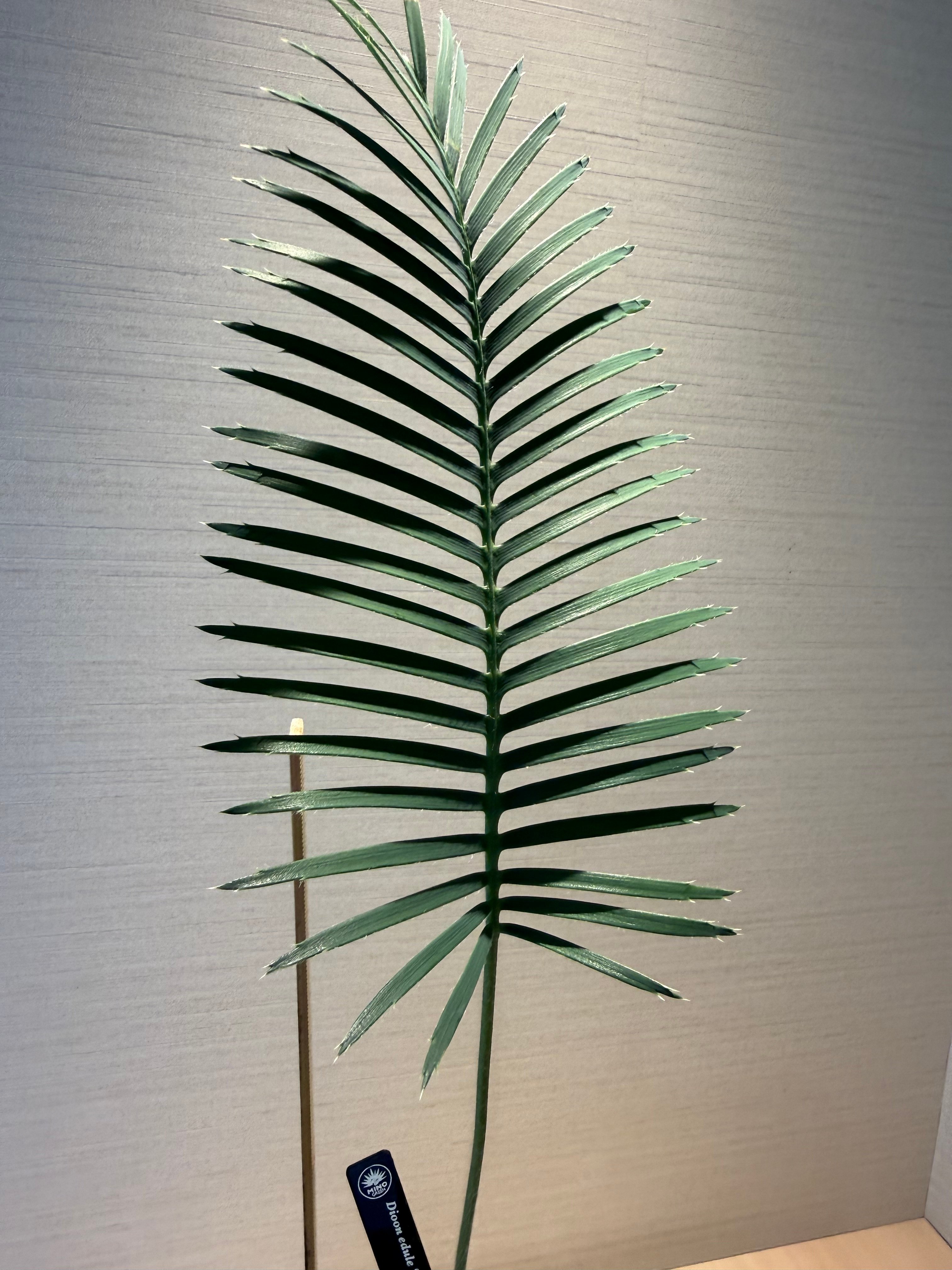 ディオーン・エデュレ（Dioon edule 'Palma Sola'）① | MINO GREEN