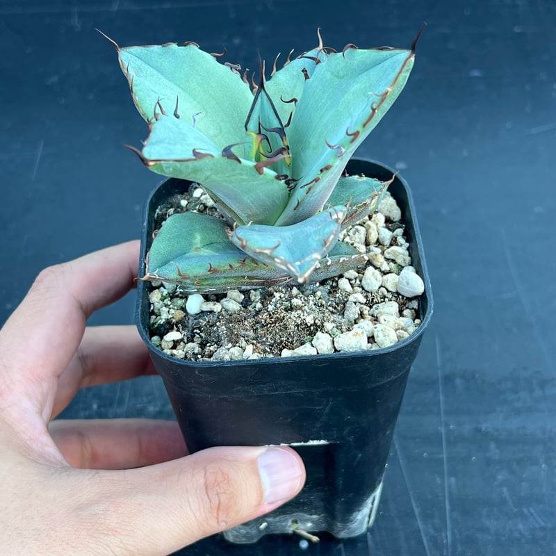 アガベ オテロイ 実生】Agave oteroi seedling | MINO GREEN