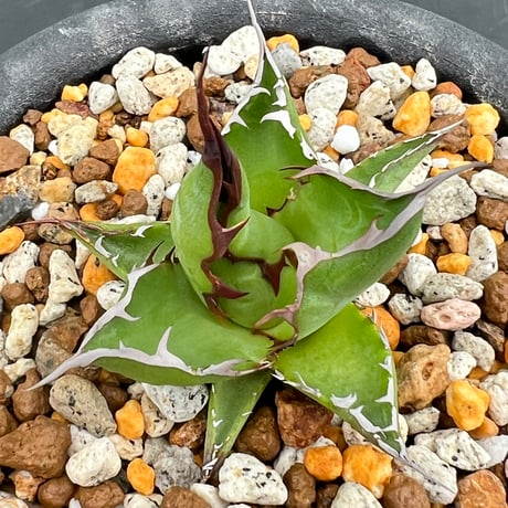 【アガベ ホリダ オールド 1号株】Agave horrida old