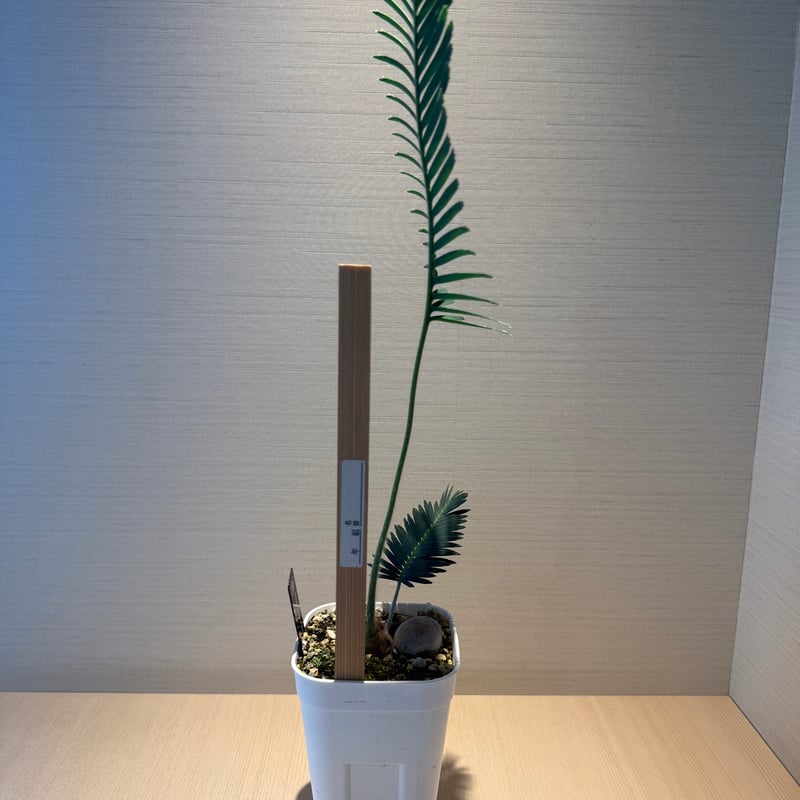 ディオーン・エデュレ（Dioon edule 'Palma Sola'）① | MINO GREEN