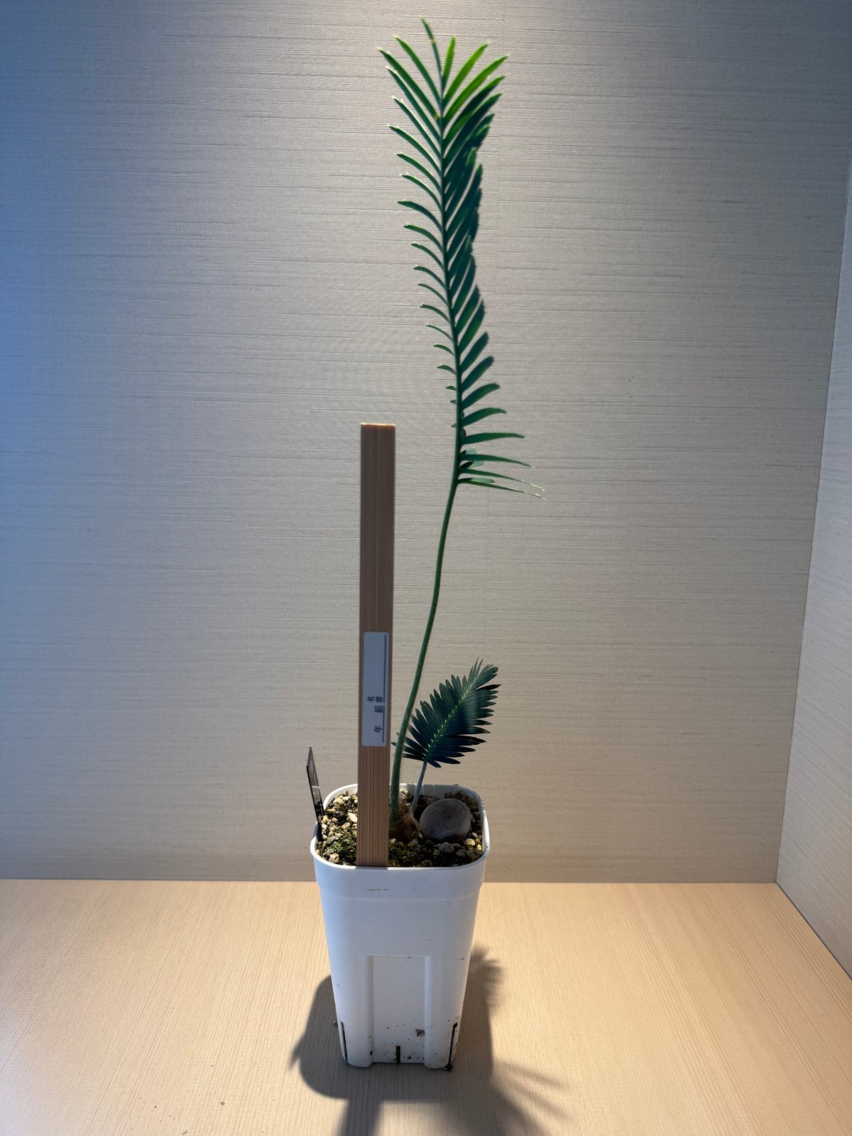 【現品】ディオーン・エデュレ - Dioon edule　５号　Hき番 ディオーン・エデュレ（Dioon edule 'Palma Sola'）① | MINO GREEN