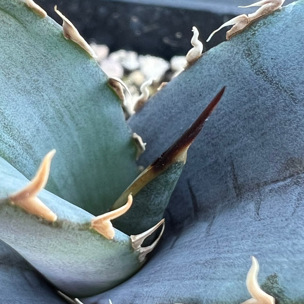 アガベ オテロイ 実生】Agave oteroi seedling | MINO GREEN