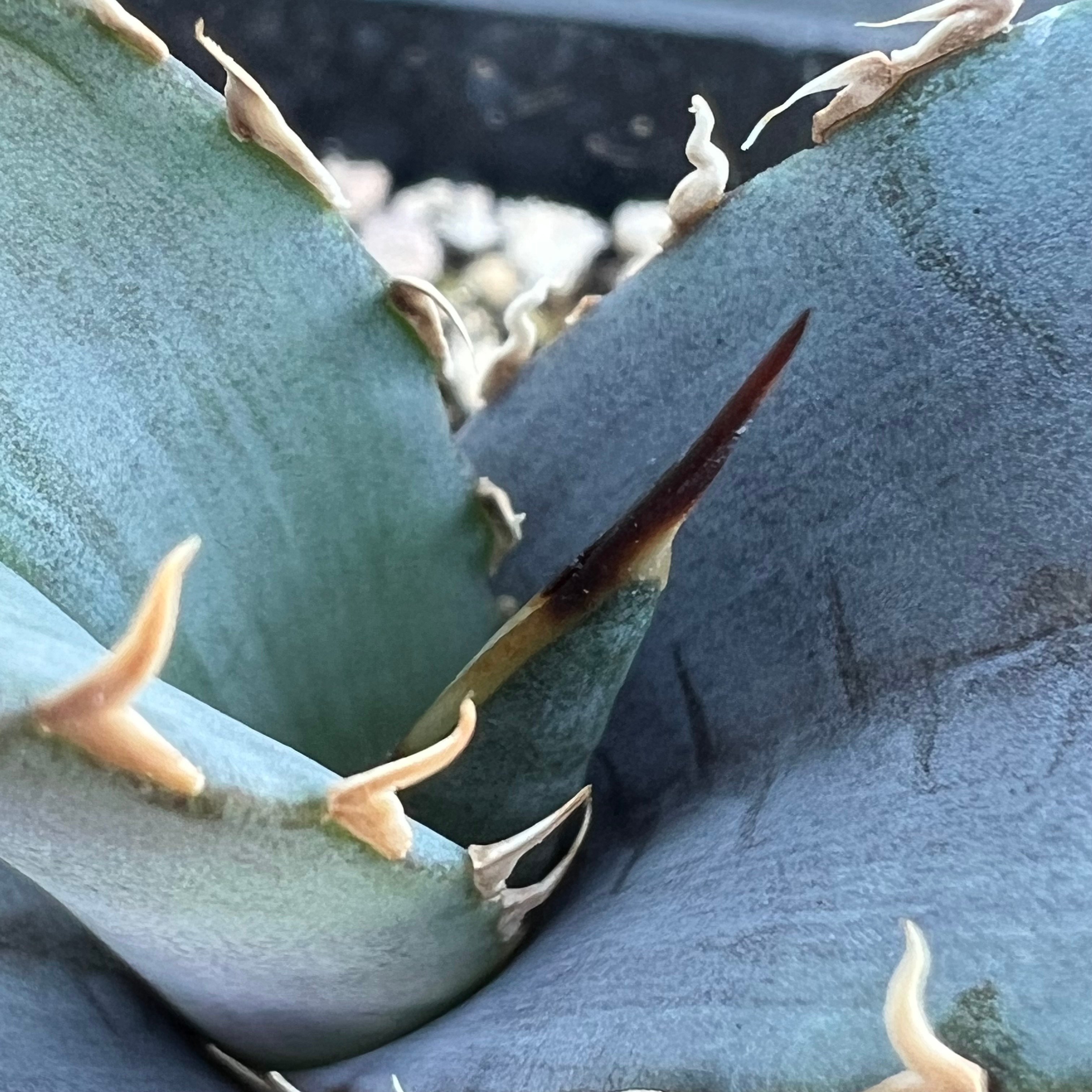 アガベ オテロイ 実生】Agave oteroi seedling | MINO GREEN