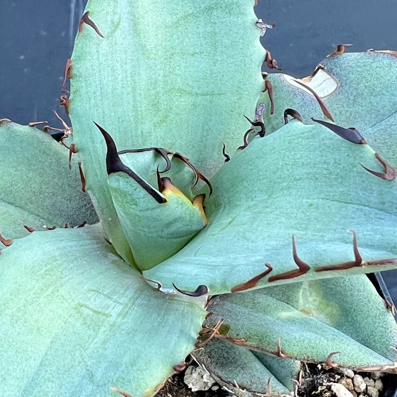 アガベ オテロイ 実生】Agave oteroi seedling | MINO GREEN