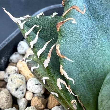 【アガベ オテロイ 実生】Agave oteroi seedling