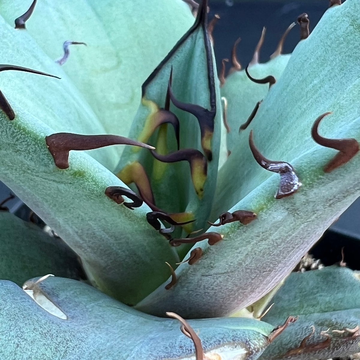アガベ オテロイ 実生】Agave oteroi seedling | MINO GREEN