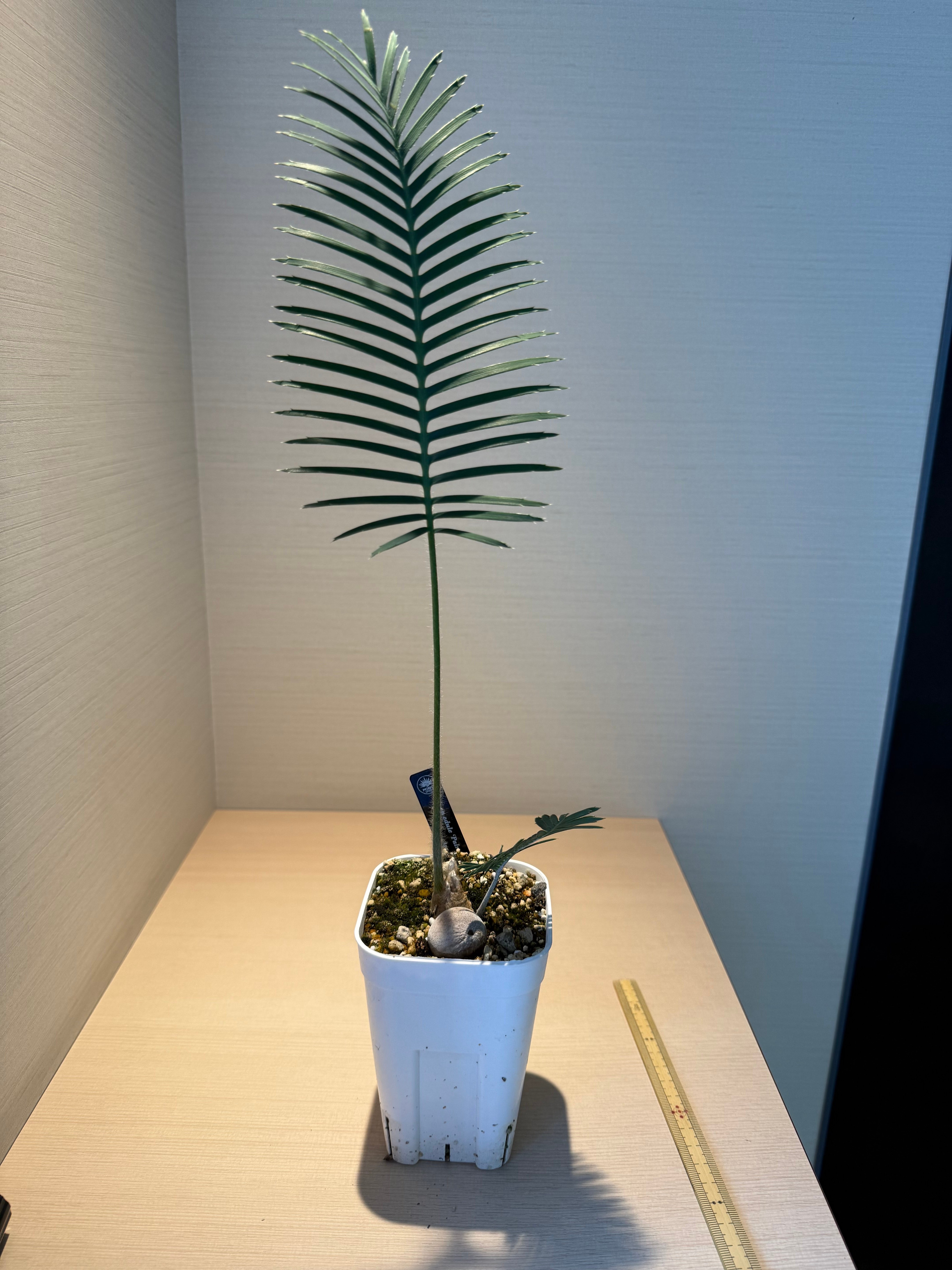 ディオーン・エデュレ（Dioon edule 'Palma Sola'）① | MINO GREEN