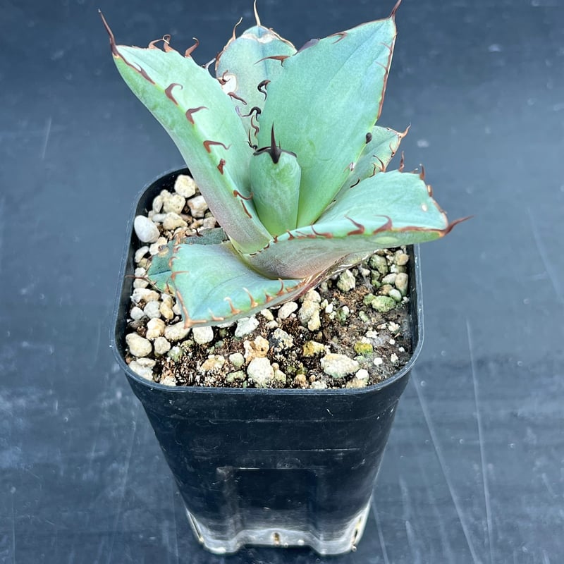 アガベ オテロイ 実生】Agave oteroi seedling | MINO GREEN