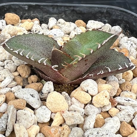 【アガベ オテロイ 実生】Agave oteroi seedling