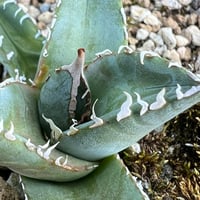 【アガベ オテロイもしくはブルー 実生】Agave oteroi or blue seedling