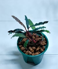 Bucephalandra sp.Noyan Sanggau 2019【TB便】 | Aqua