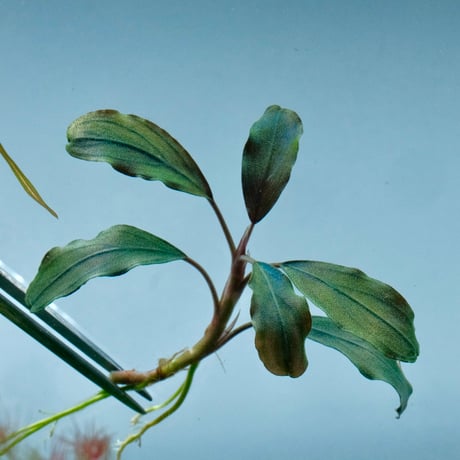 bucephalandra | STORES
