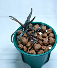 Bucephalandra spathulifolia 
