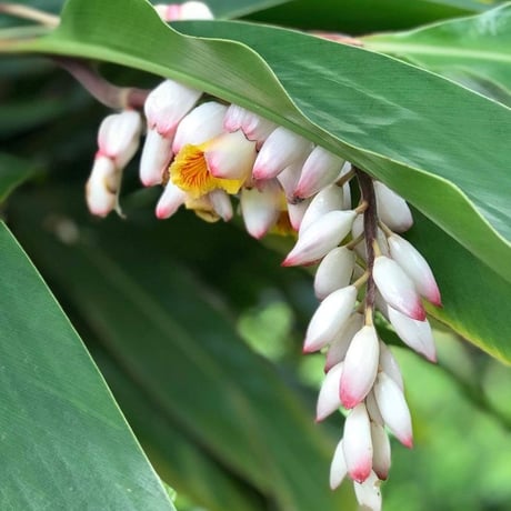 月桃　Mellow moon