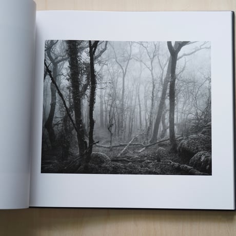 Andrew Nadolski | The White Wood
