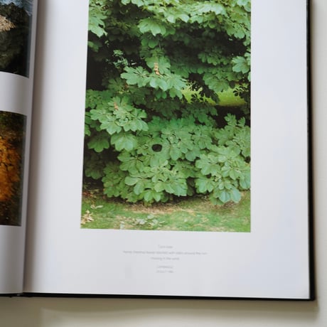 ANDY GOLDSWORTHY  [Used]