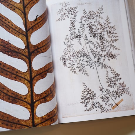 The Hidden Stories of The Linnaean Herbarium ｜ Lena Granefelt