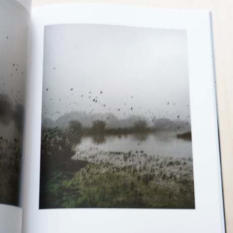 Jem Southam | Starlings