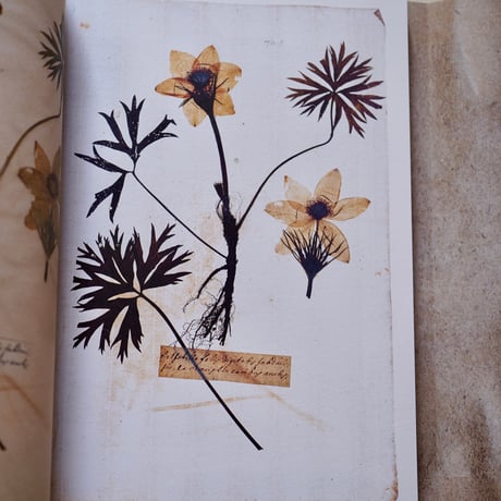 The Hidden Stories of The Linnaean Herbarium ｜ Lena Granefelt