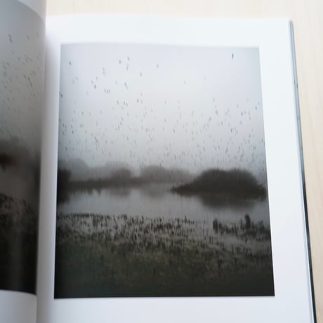 Jem Southam | Starlings