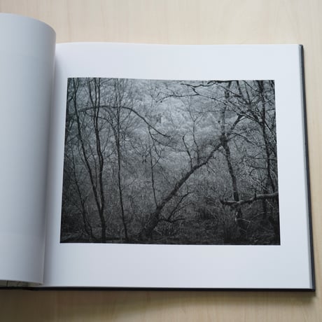 Andrew Nadolski | The White Wood