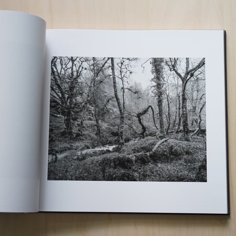 Andrew Nadolski | The White Wood