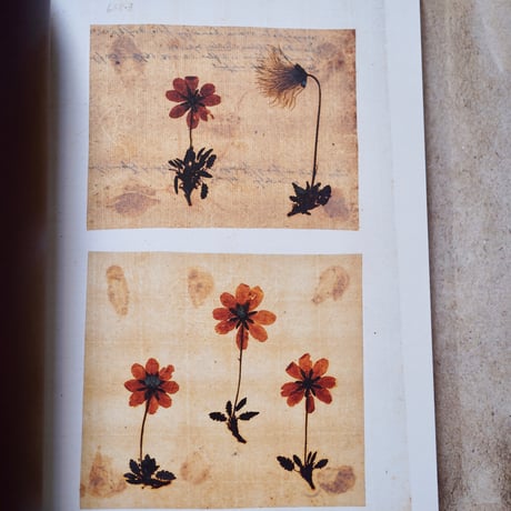 The Hidden Stories of The Linnaean Herbarium ｜ Lena Granefelt