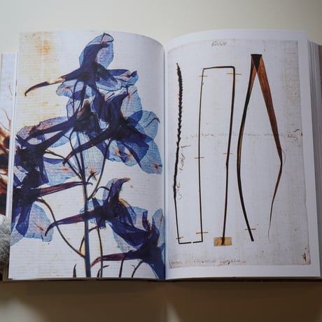 The Hidden Stories of The Linnaean Herbarium ｜ Lena Granefelt