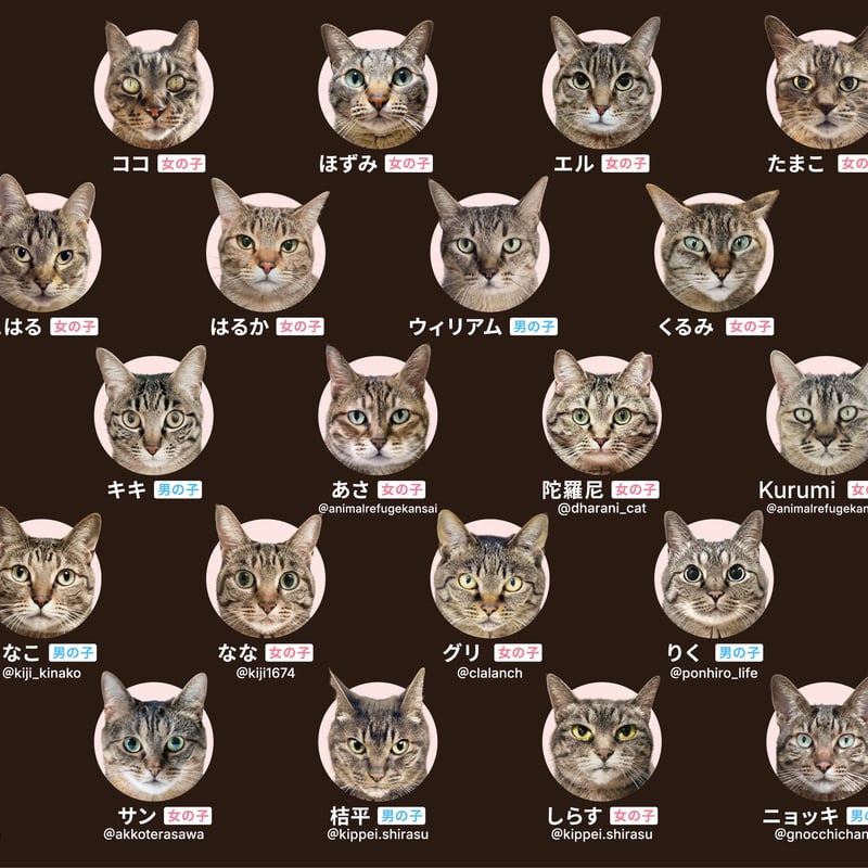 キジトラあわせ】虎視眈々と狙うカードゲーム | わんにゃんあわせ