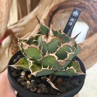 星空/Yan's agave nursery