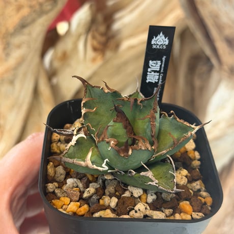 凱撒　毒刺産