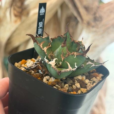 凱撒　毒刺産