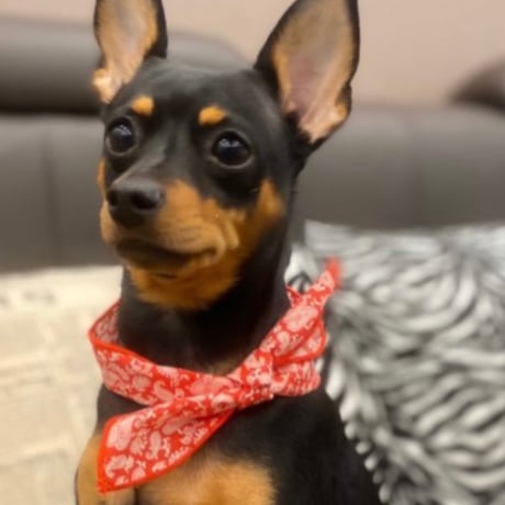 ペイズリーバンダナ  Paisley Bandana