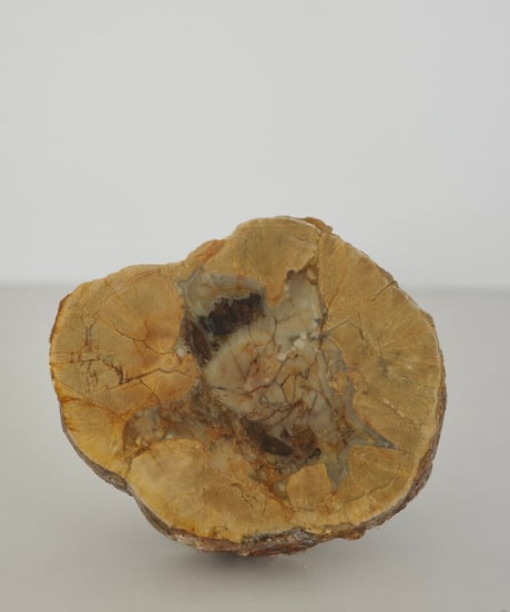 Petrified Wood