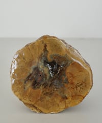 Petrified Wood